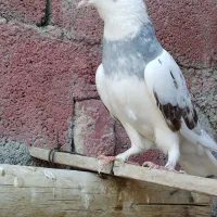 کبوتر ماده معاوضه با نر|پرنده|ایرانشهر, |دیوار