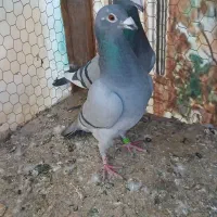 کفتر پلاکی|پرنده|زارچ, |دیوار