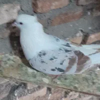 گرده ای|پرنده|دورود, |دیوار