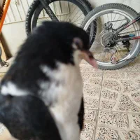 کفتر خوش رنگ جوجه