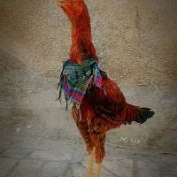 لاری دو رگ نژاد ترک و اوشامو