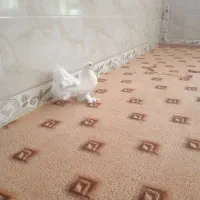 کبوتر دم چتری