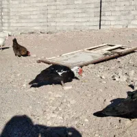 غاز و قوغاز واردک روسی|حیوانات مزرعه|مشگین شهر, |دیوار