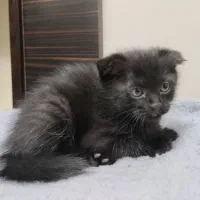 گربه اسکاتیش مو بلند|گربه|تبریز, |دیوار