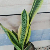 گیاه کرواتی ابلغ وگلد فیلم|گل و گیاه طبیعی|اهواز, شریعتی جنوبی|دیوار