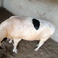 گوساله|حیوانات مزرعه|زهک, |دیوار