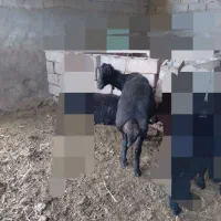گوسفند گوشتی