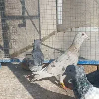 هفت رنگ زرد