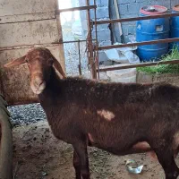 ماده گوسفند