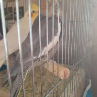 عروس هلندی با یک جوجه|پرنده|ابریشم, |دیوار