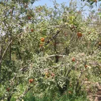 خانه باغ فروشی