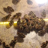 جوجه بلدرچین 5روزه