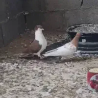 فروش کبوتر|پرنده|لامرد, |دیوار