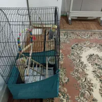 عروس هلندی|پرنده|محمدشهر, محمدشهر|دیوار