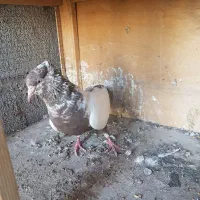 کبوتر ماده سینه دم قهوه ای سالم