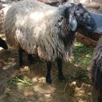 دوراس‌قوچ‌سیاه‌کبود