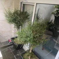 گل مورت بزرگ