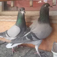 کبوتر