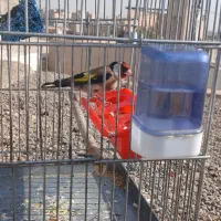 سهره نر /معاوزه با قناری نر