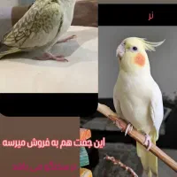 فروش عروس هلندی