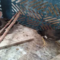 جوجه مرغ مینا فروشی