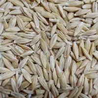 جو دیم بسیار چاق تمیز|عمدهفروشی|سنقر, |دیوار