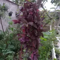 تعدادی گلهای زیبا به فروش میرسد