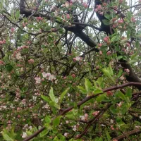 اجاره باغ میوه