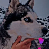 واگذاری هاسکی