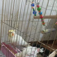 عروس هلندی باقفس|پرنده|کرج, پیشاهنگی|دیوار