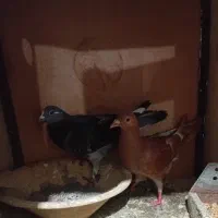 یک جفت کبوتر