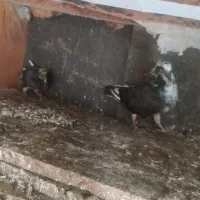 8عددکبوترسرحال با2تاجوجه با4تاهم روتخم خوابیدن