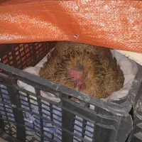 مرغ( کرک )|حیوانات مزرعه|اندیمشک, |دیوار