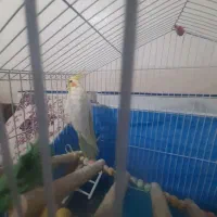 عروس هلندی نرلوتینو|پرنده|شیراز, شهرک امیر کبیر|دیوار