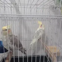 طوطی برزیلی و عروس هلندی|پرنده|تهران, گلاب دره|دیوار