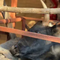 سرچینا  سرچین فروش  اطراف کوچصفهان