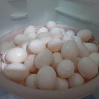 تخم کبوتر تازه