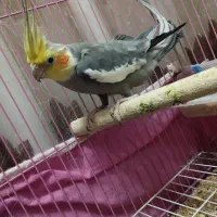 عروس هلندی|پرنده|دلیجان, |دیوار