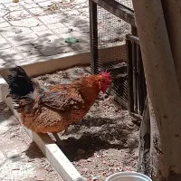 فروش مرغ بومی