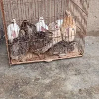 بلدرچین|پرنده|شوشتر, |دیوار