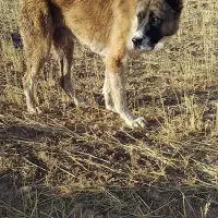 فروش سگ سرابی|سگ|قیدار, |دیوار