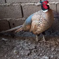 فروش طاووس و پرنده زینتی|پرنده|تهران, خلیج فارس|دیوار