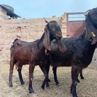 بز و کره میش|حیوانات مزرعه|چترود, |دیوار