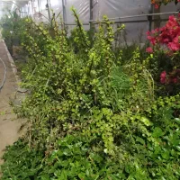 باغستان رز|گل و گیاه طبیعی|کاشان, فاز ۱ ناجی آباد|دیوار