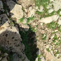 کود سفید زراعی 5گونی کشاورزی