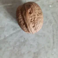 مقداری گردو در شالقون به قیمت توافقی بفروش میرسد