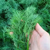 شوید تازه|خوردنی و آشامیدنی|اصفهان, ارداجی|دیوار