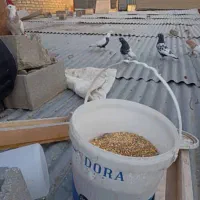 کبوتر پرشی|پرنده|اصفهان, کساره|دیوار