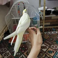 جوجه عروس|پرنده|قنوات, |دیوار