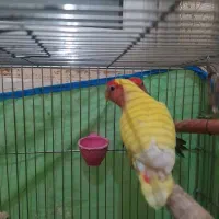 طوطی برزیلی|پرنده|اهواز, کوی نفت|دیوار